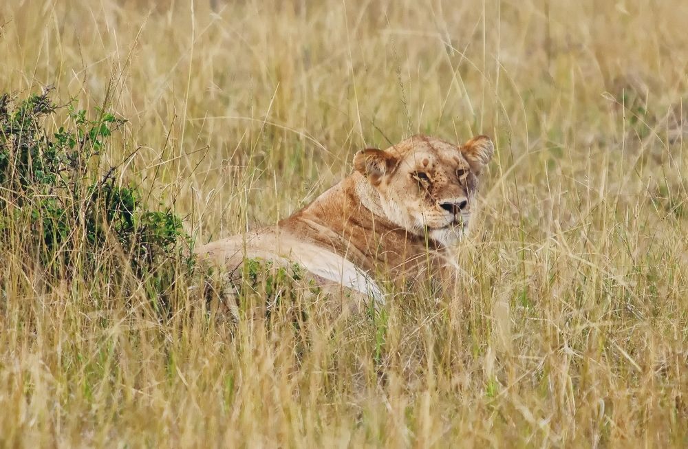 Lioness