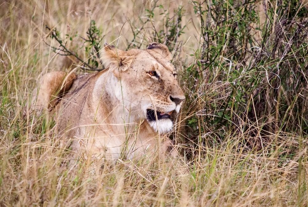 Lioness