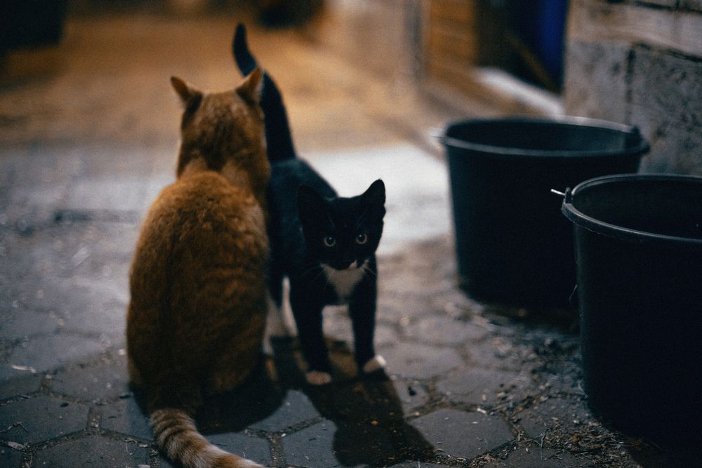 Night at the village