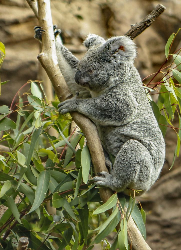 Koala