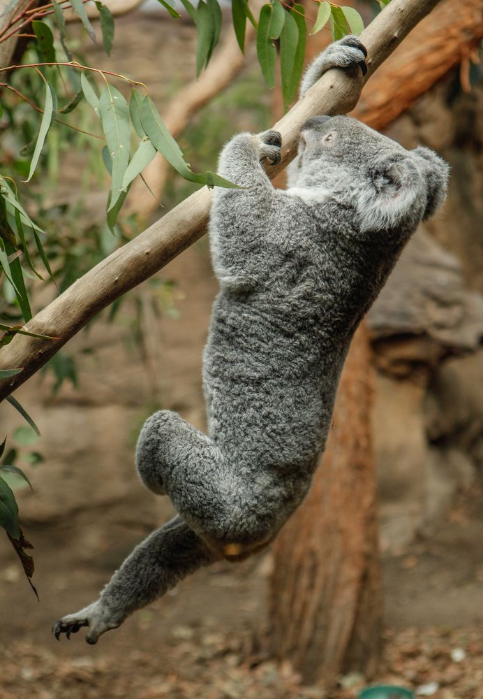 Koala