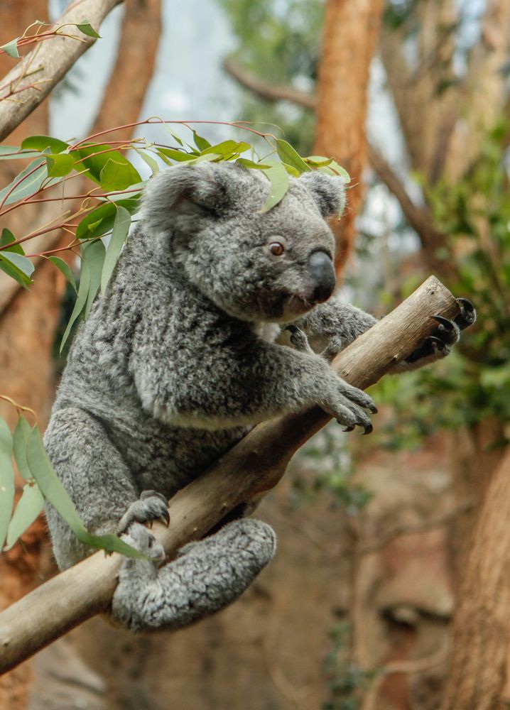 Koala