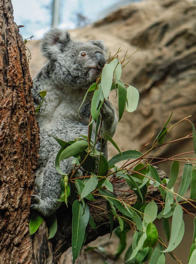 Koala