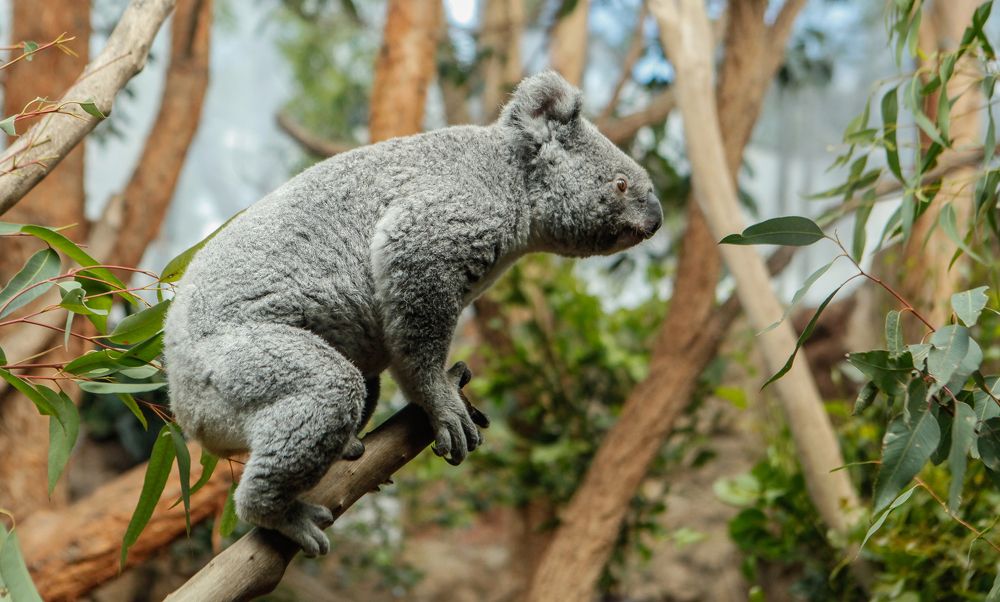 Koala