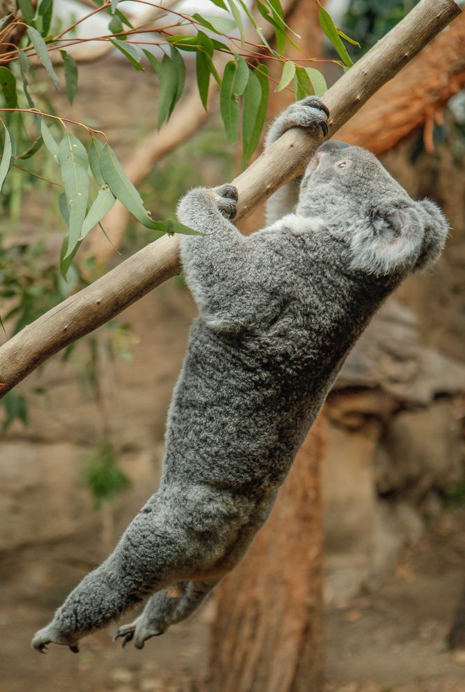 Koala