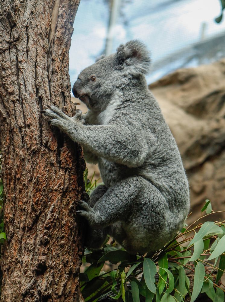 Koala