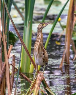 ДлинношЕЕЕ