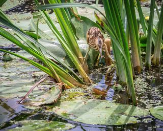 Молодая выпь охотится на стрекозу