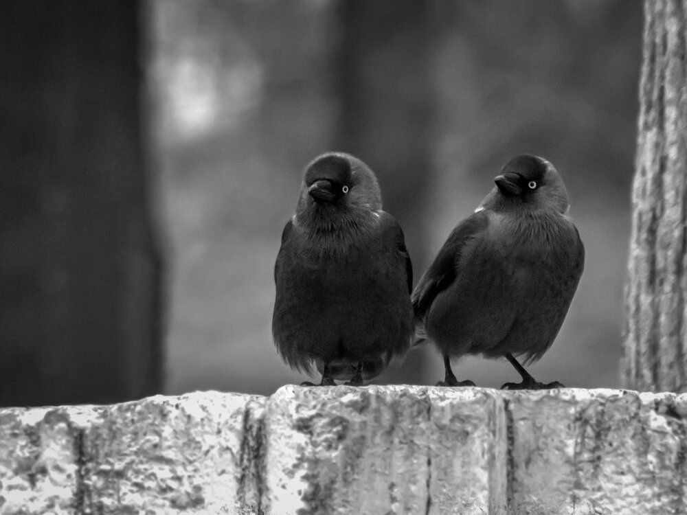 Photo 2250563