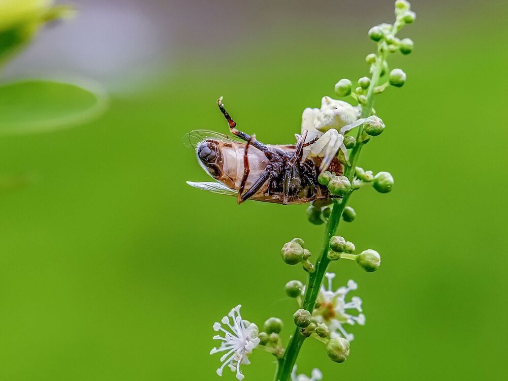 Mobile macro photography