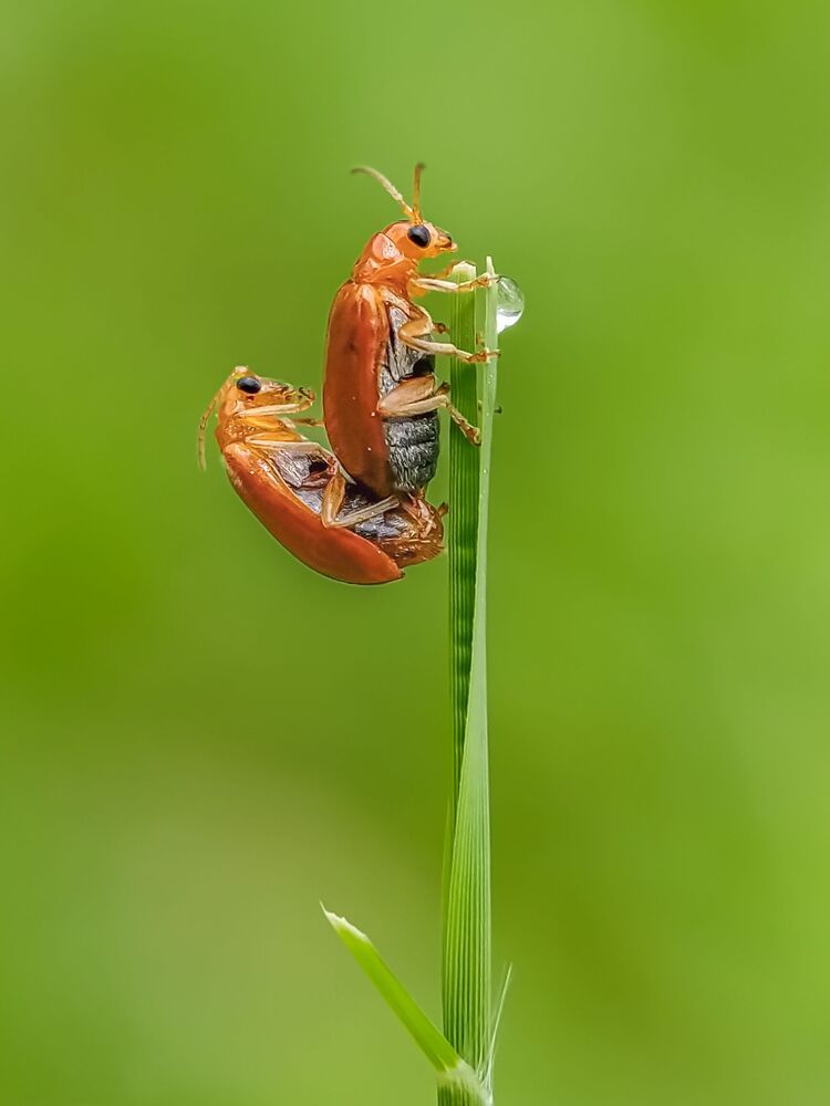 Mobile macro photography