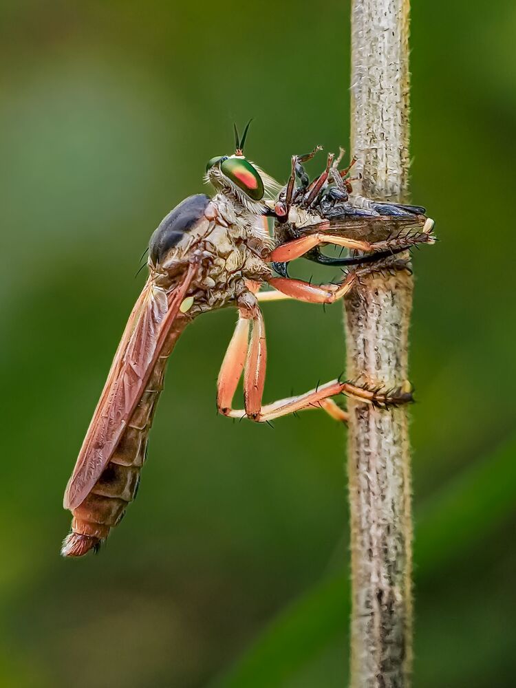 Mobile macro photography