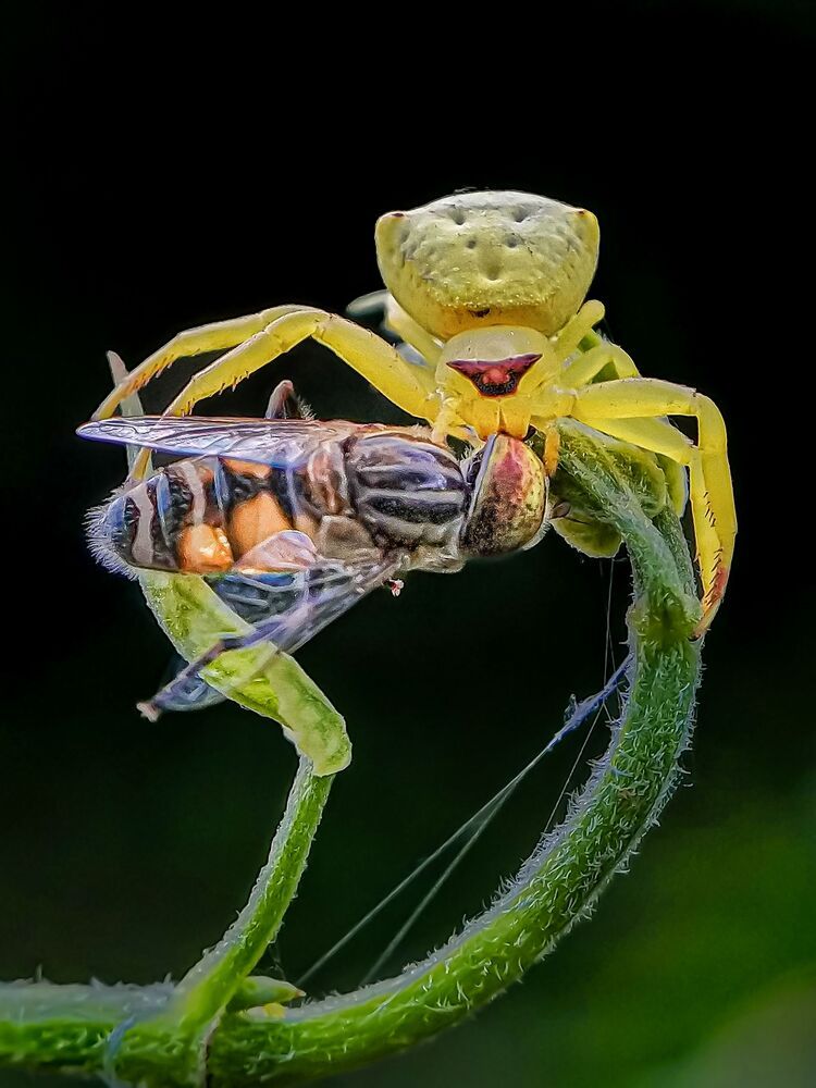 Mobile macro photography