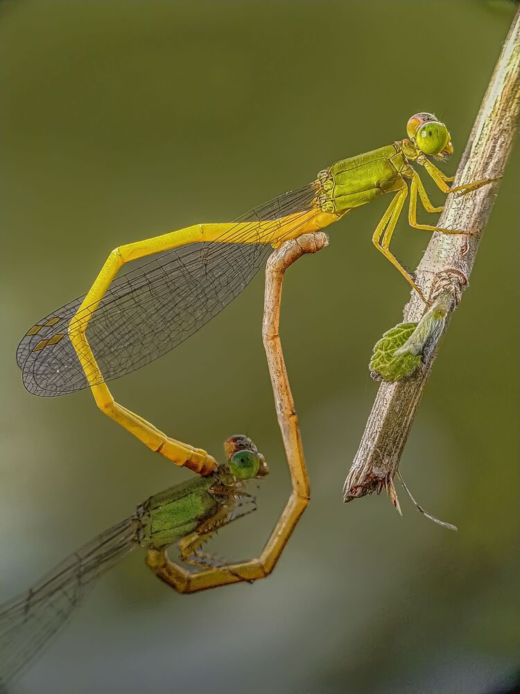 Mobile macro photography