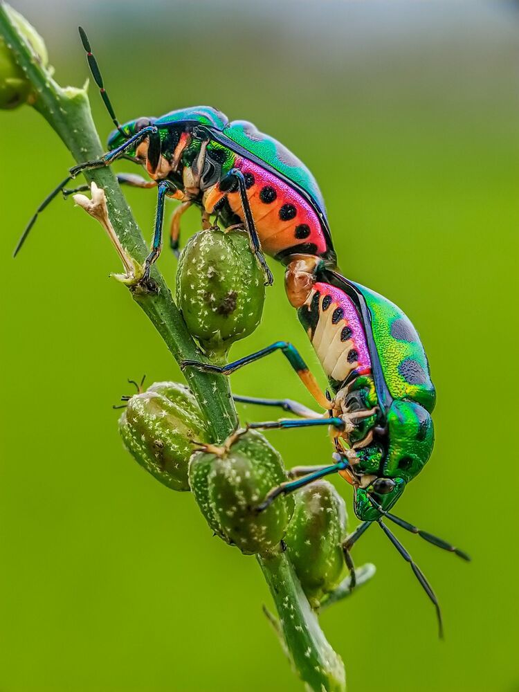 Mobile macro photography