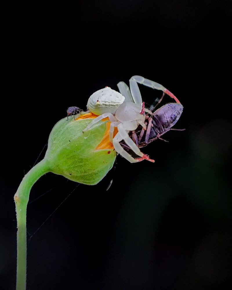Mobile macro photography