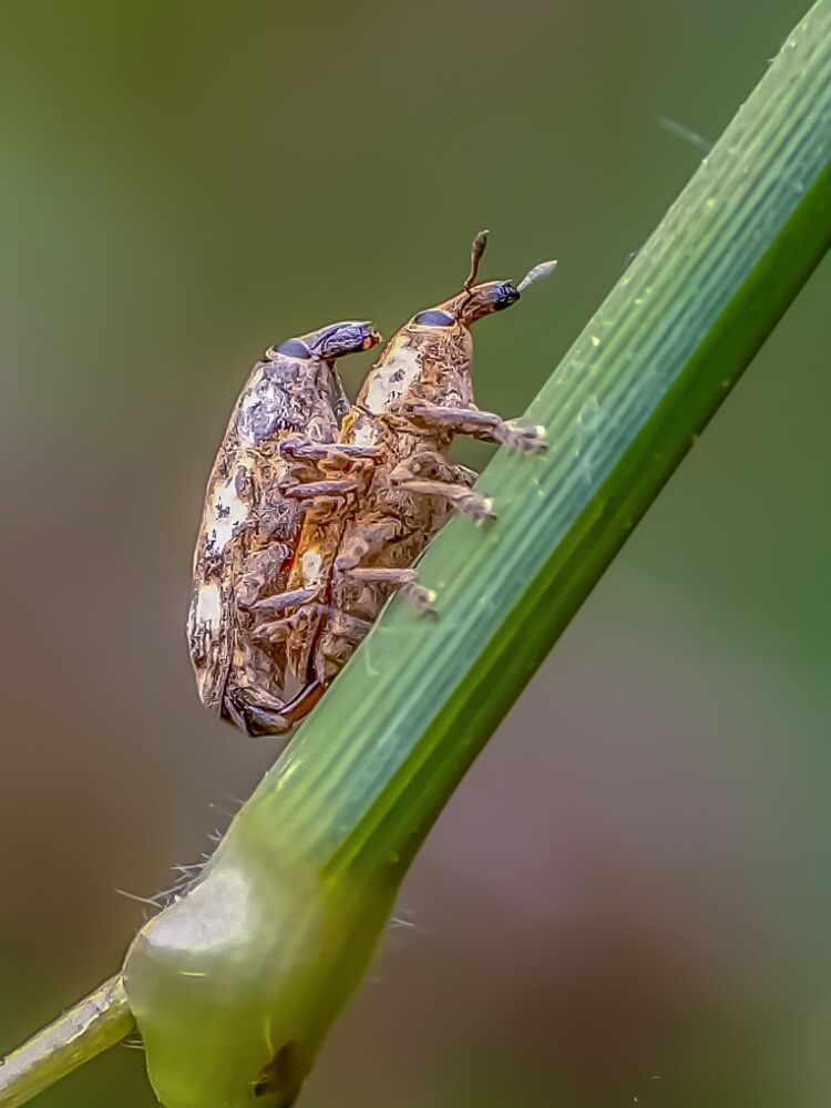Mobile macro photography