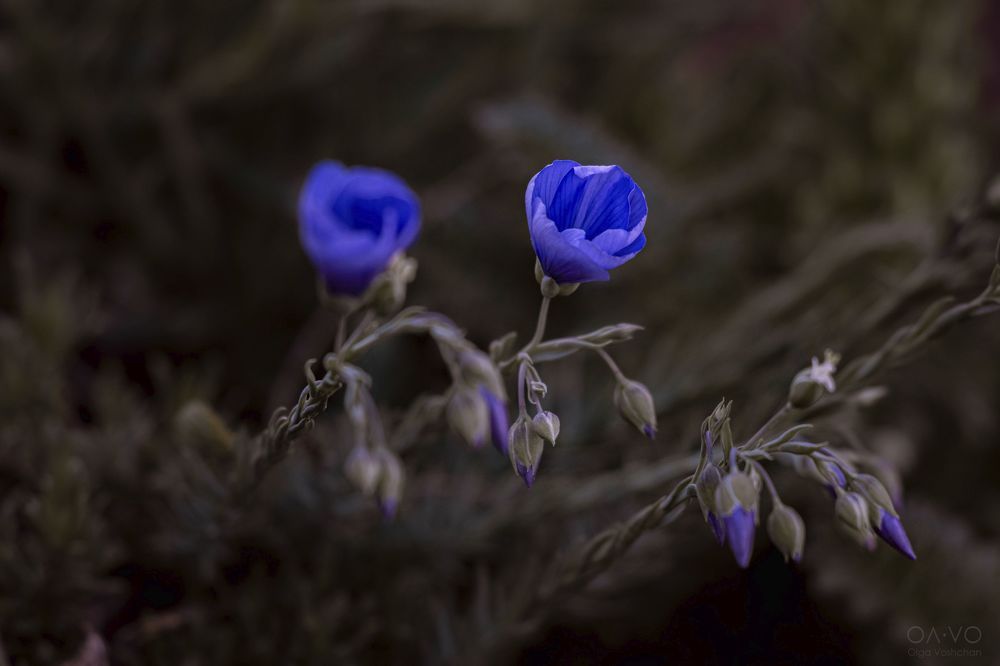 Photo 2251862