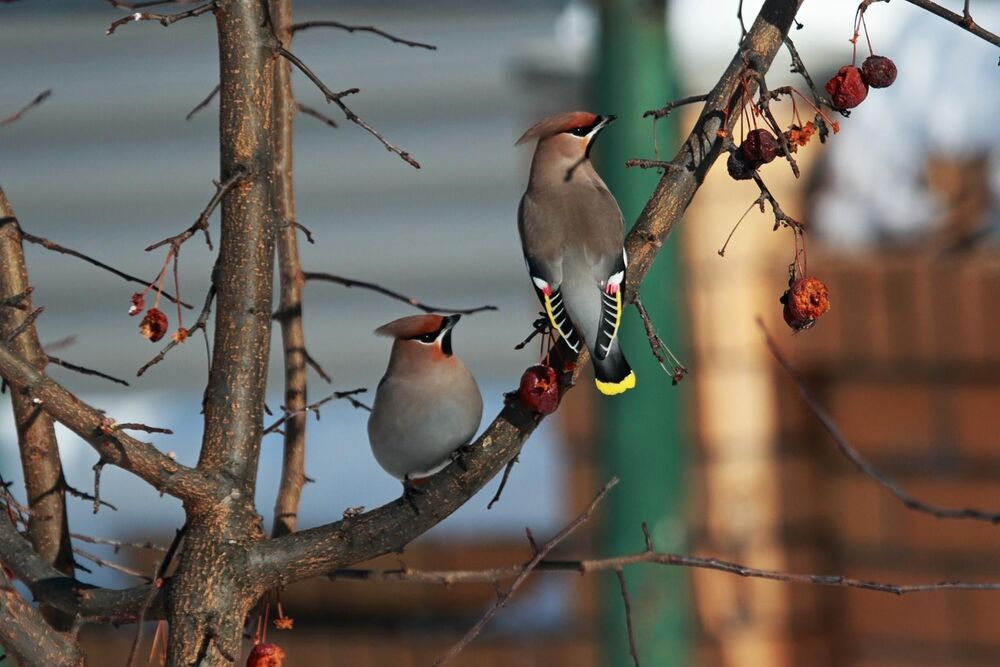 Природа