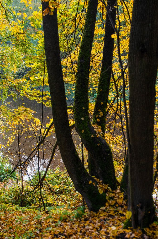 Осень