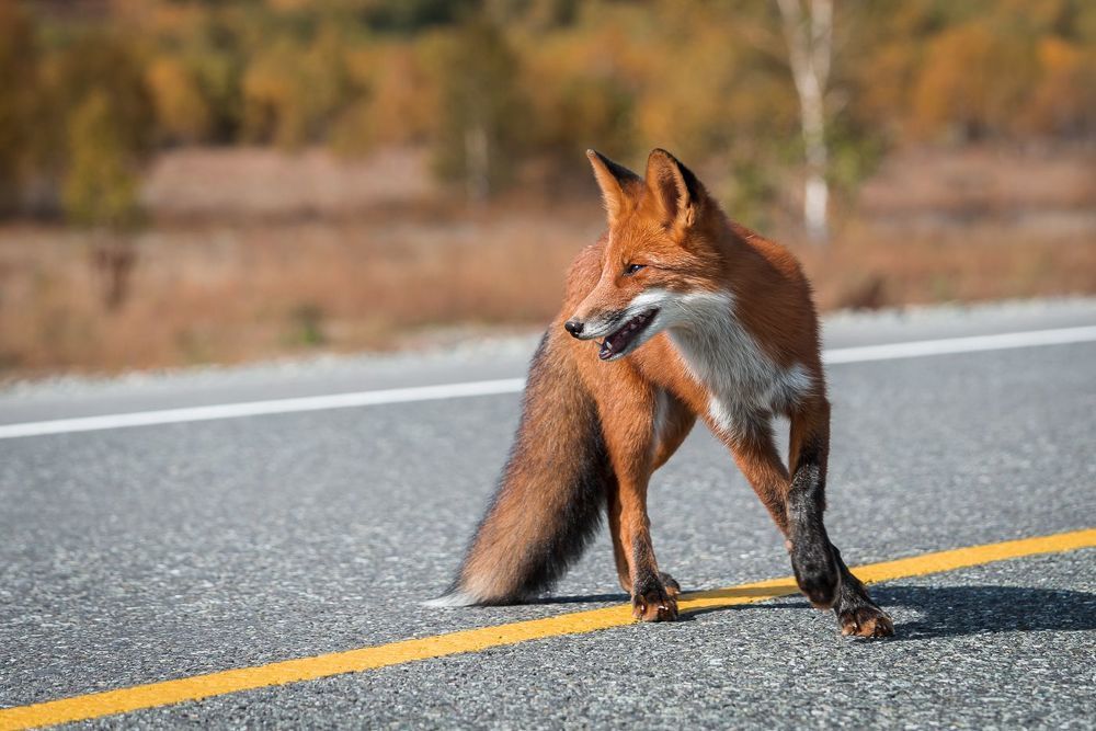 Photo 2254594