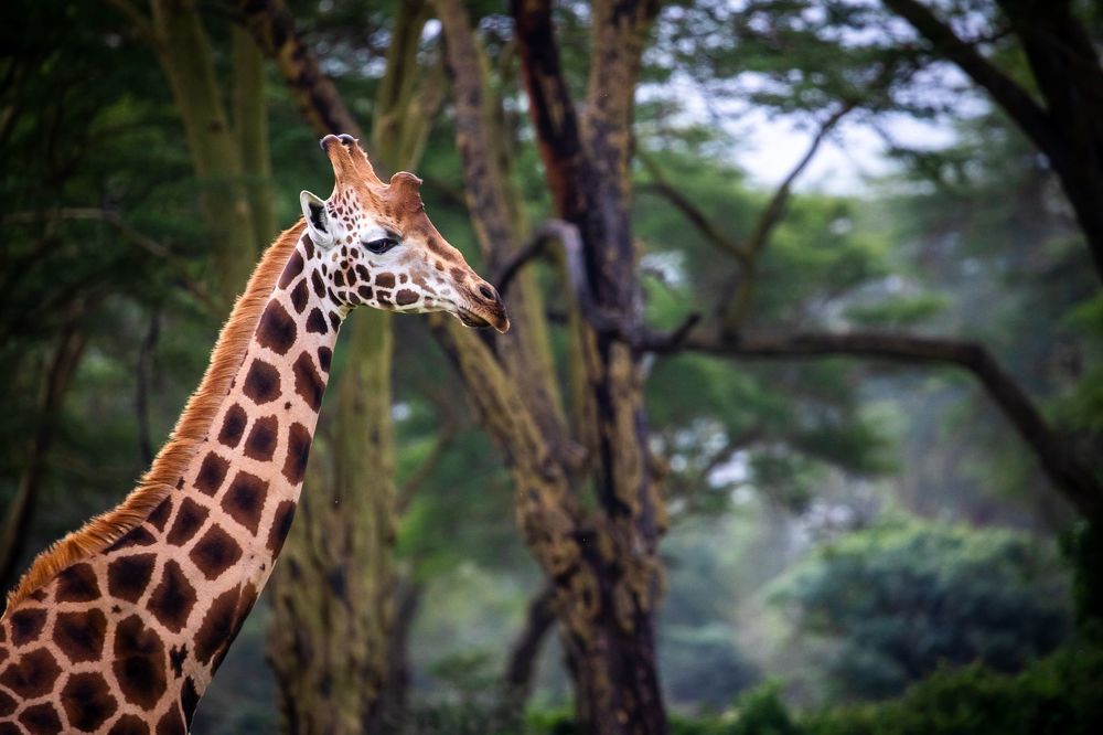 Animal pictures