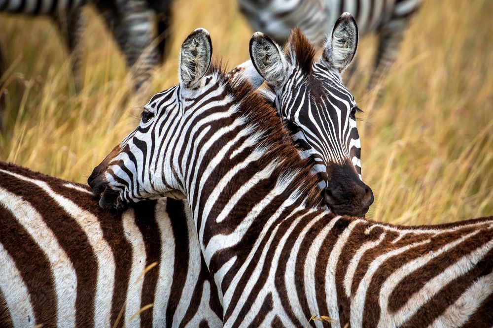 Animal pictures