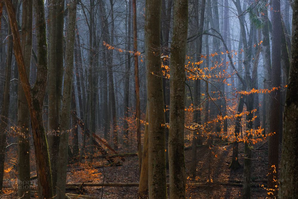 With Blue Fog