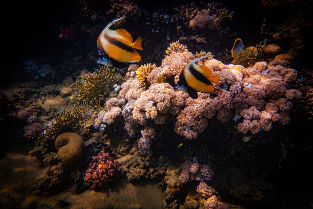 Photo 2257358