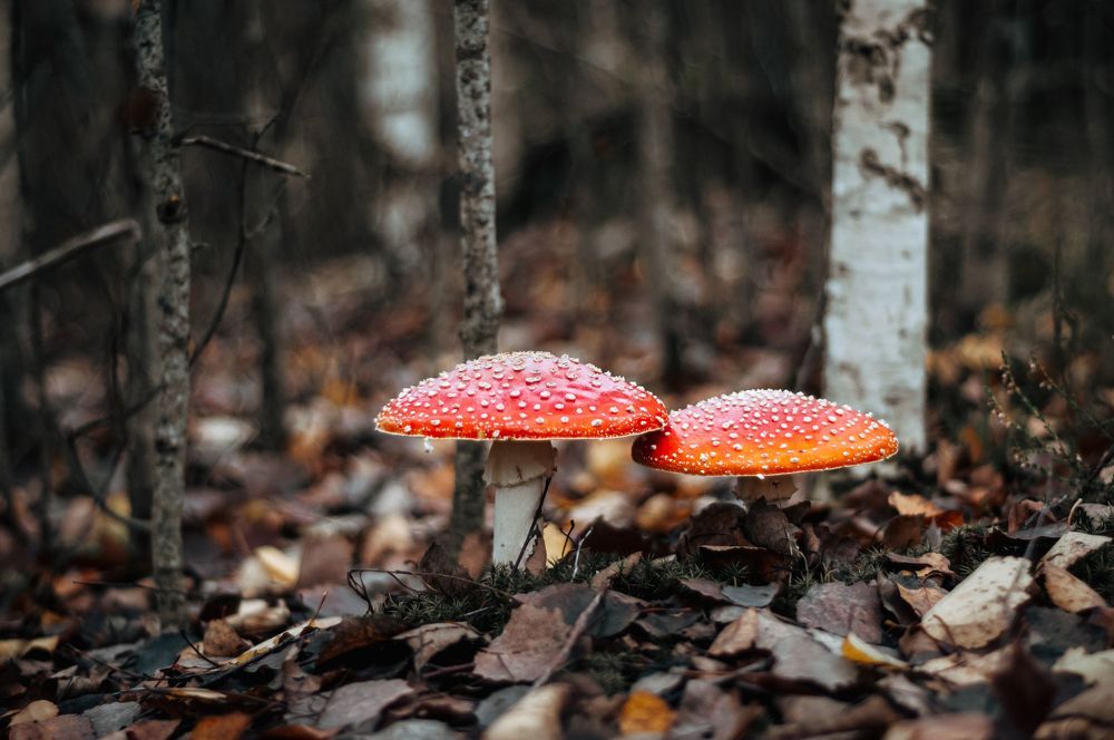 Мухоморчики