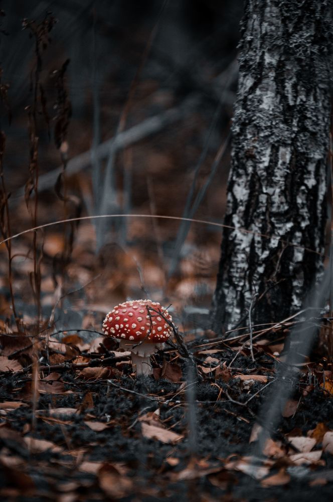 Мухоморчики