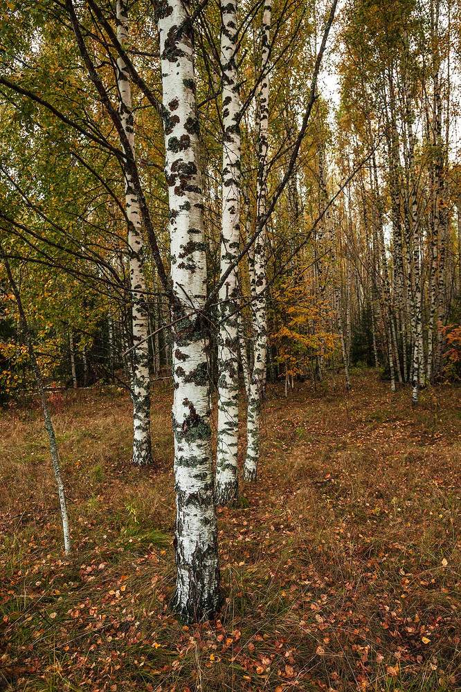 Что-то на душевном русском...
