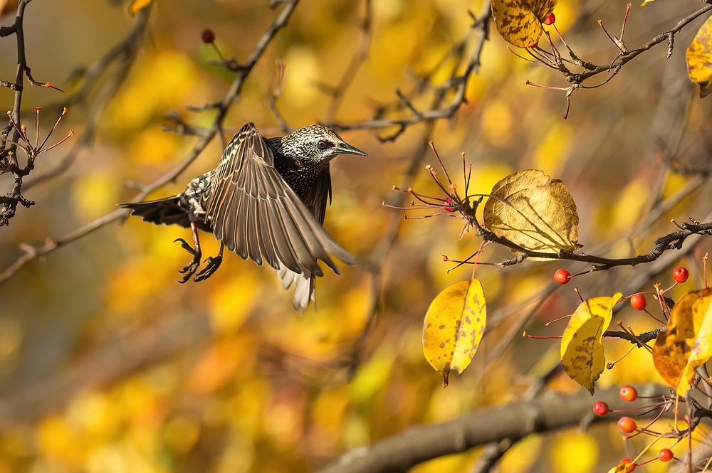 Скворцы, дрозды на яблоне.