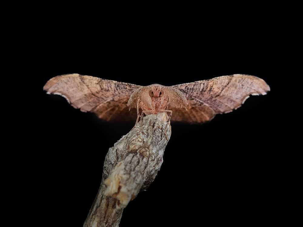 Macro photography