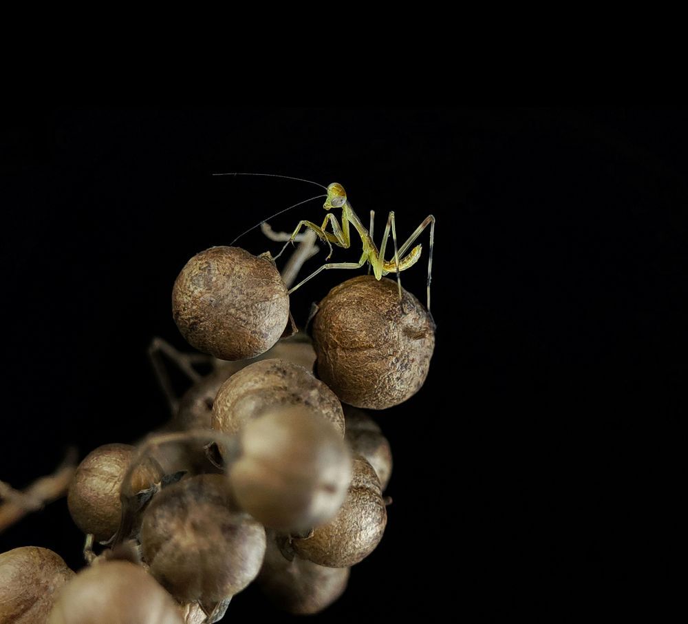 Macro photography