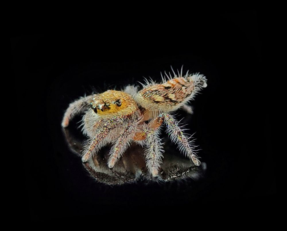 Macro photography