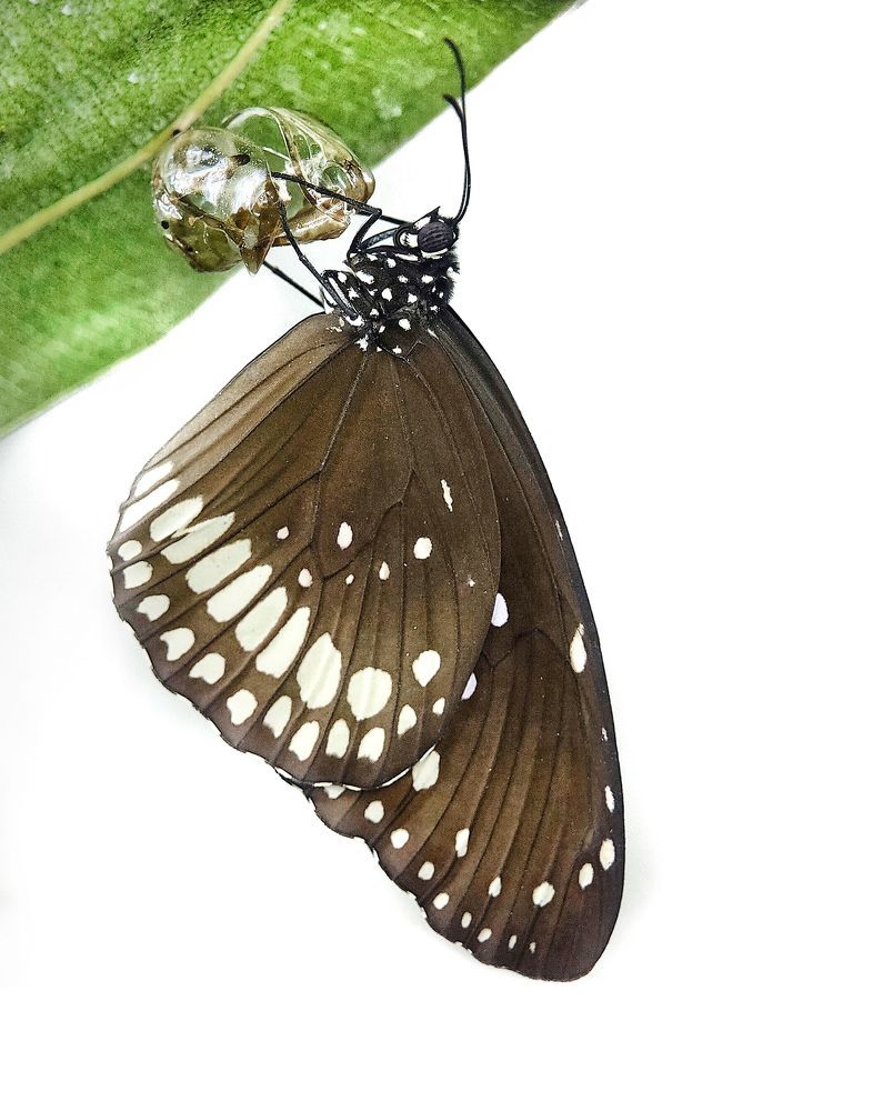 Macro photography