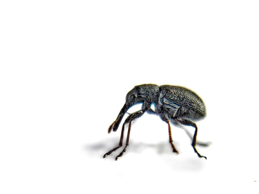 Macro photography