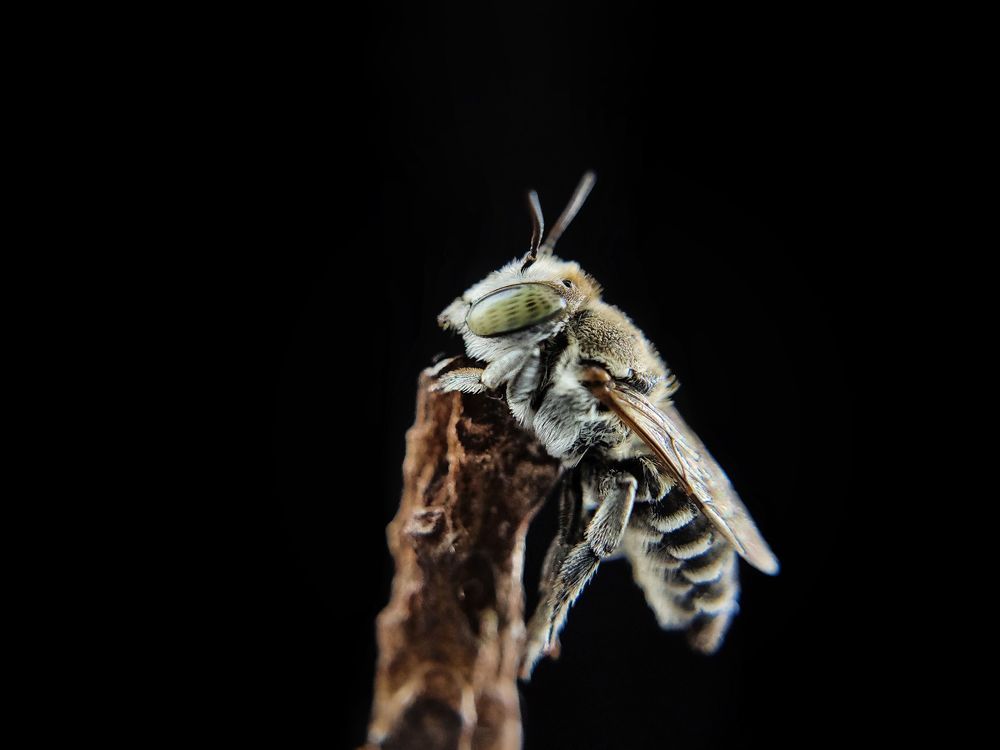Macro photography