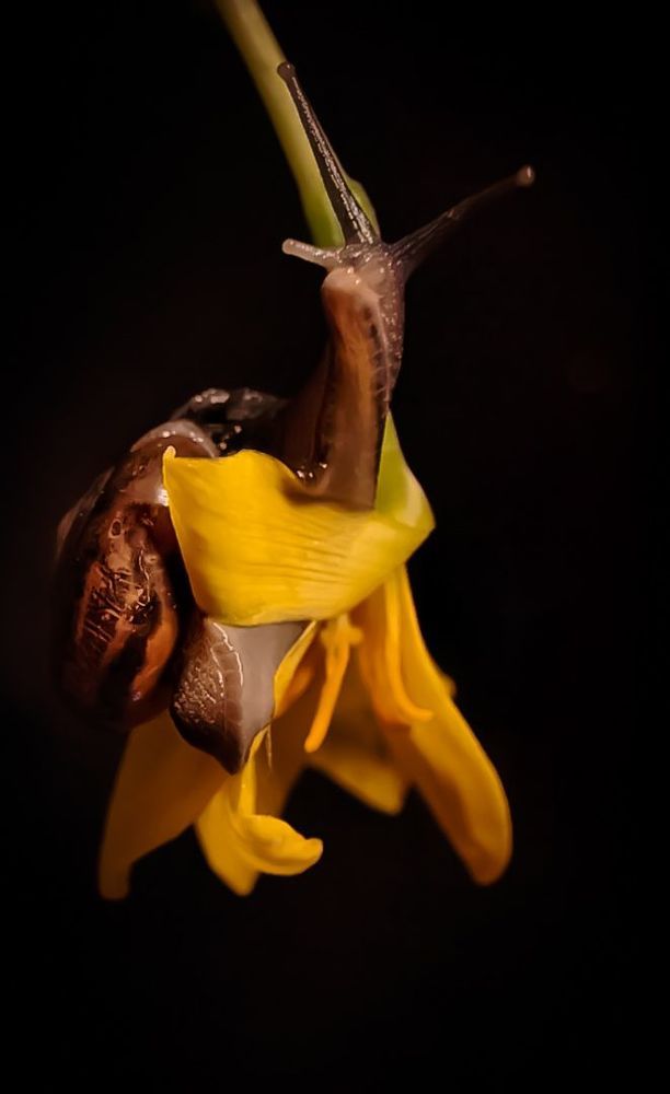 Macro photography