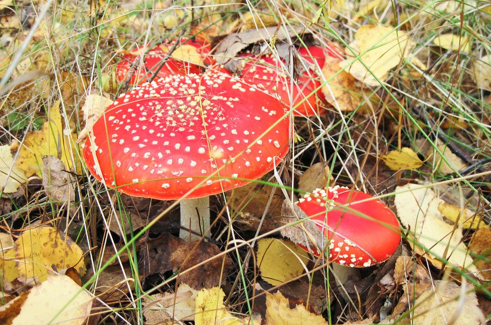 Мухомор красный (Amanita muscaria)