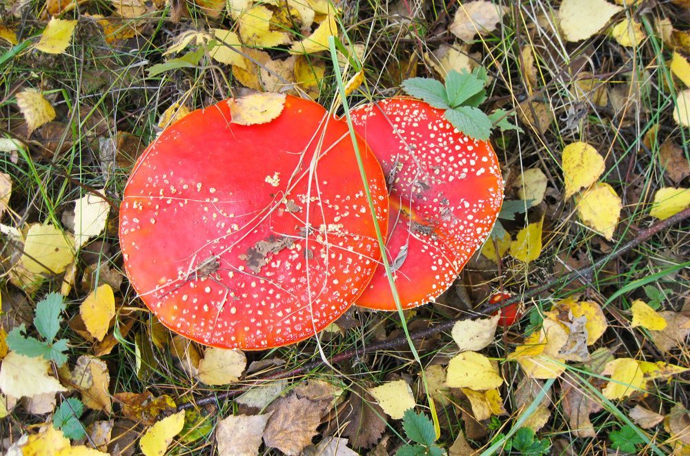 Мухомор красный (Amanita muscaria)