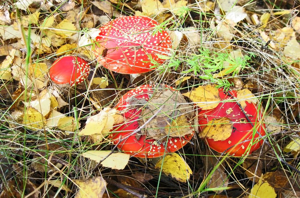Мухомор красный (Amanita muscaria)