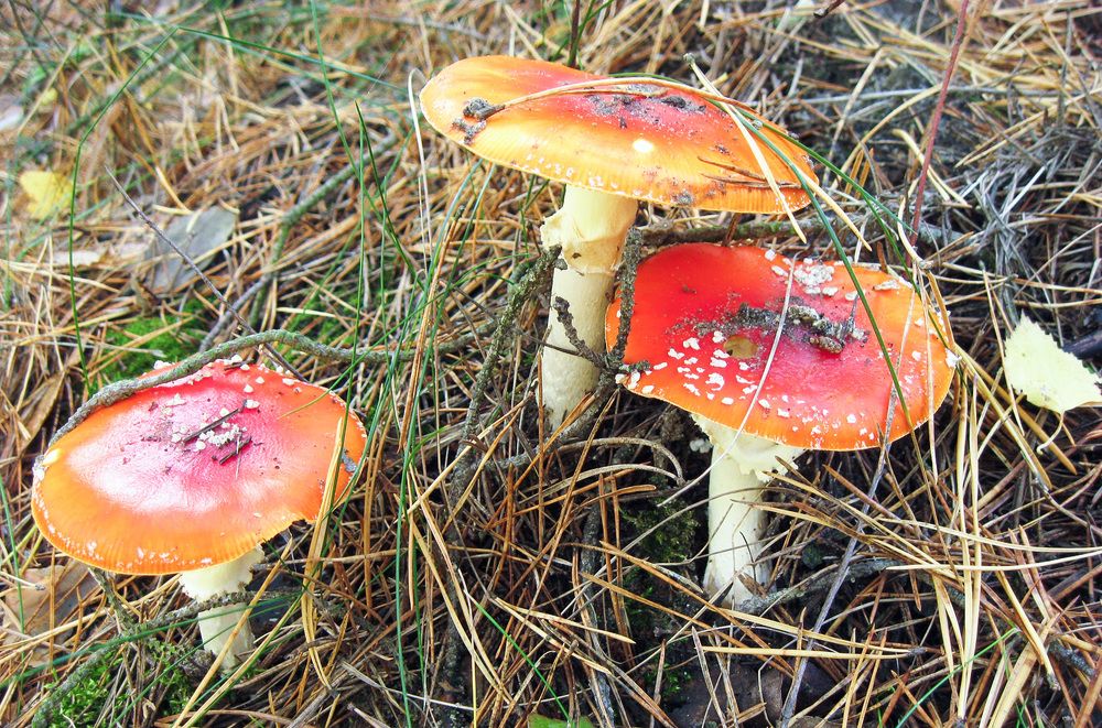 Мухомор красный (Amanita muscaria)