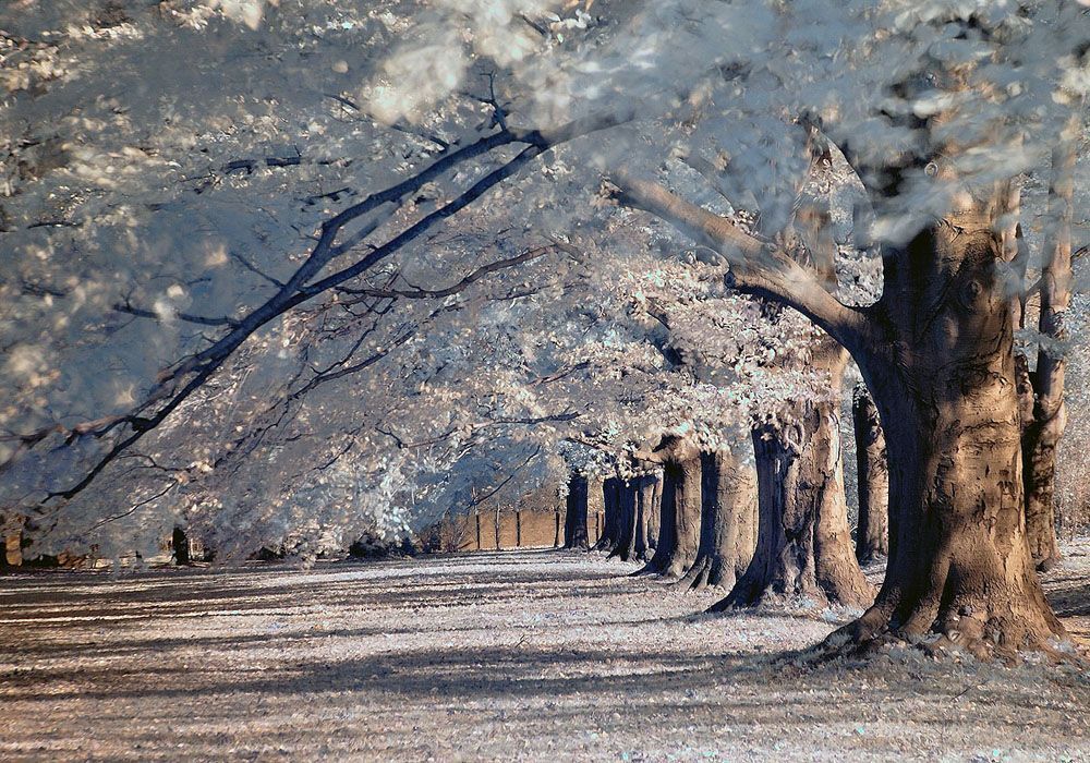 Ir Photo