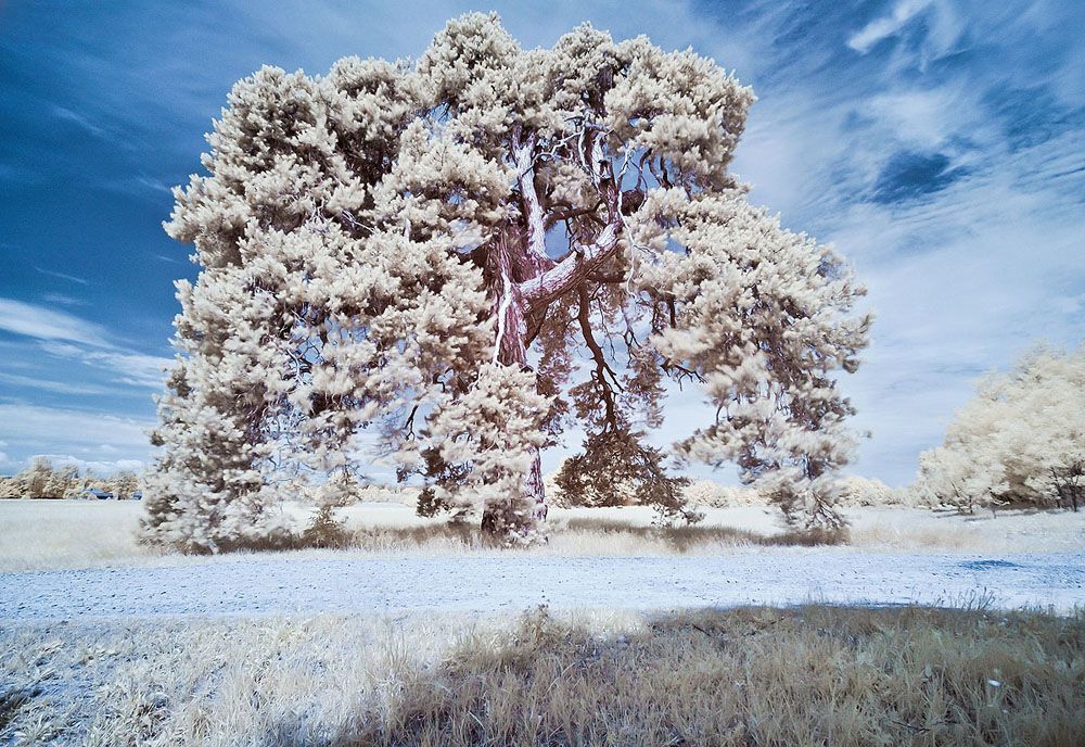 Ir Photo