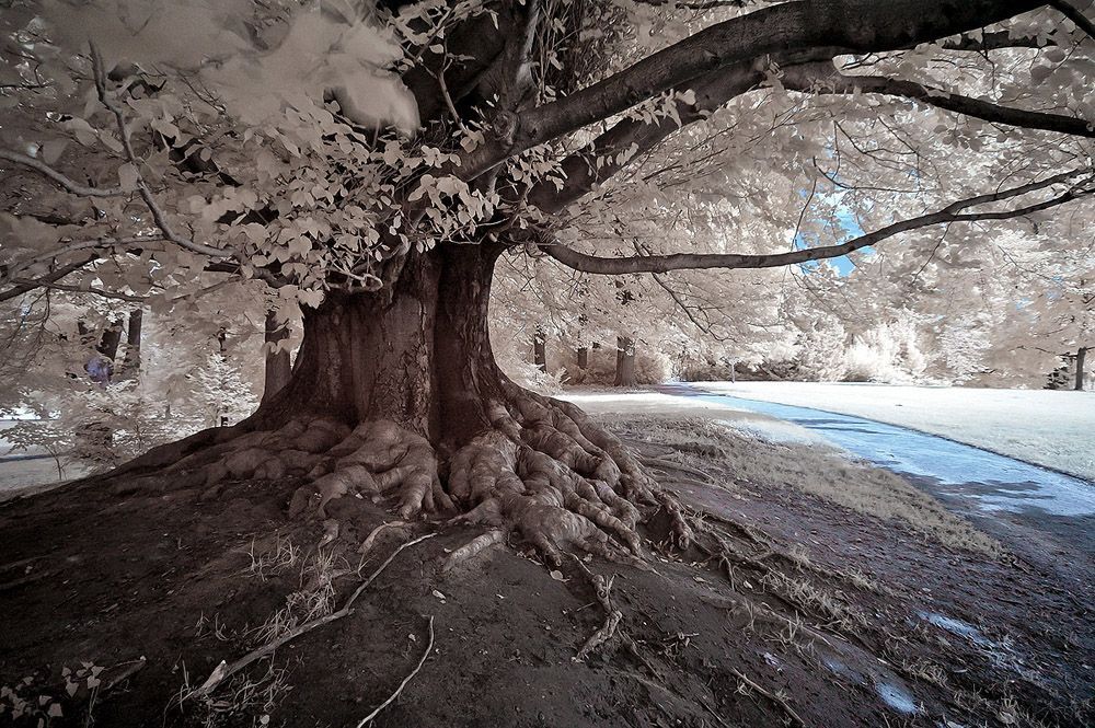 Ir Photo