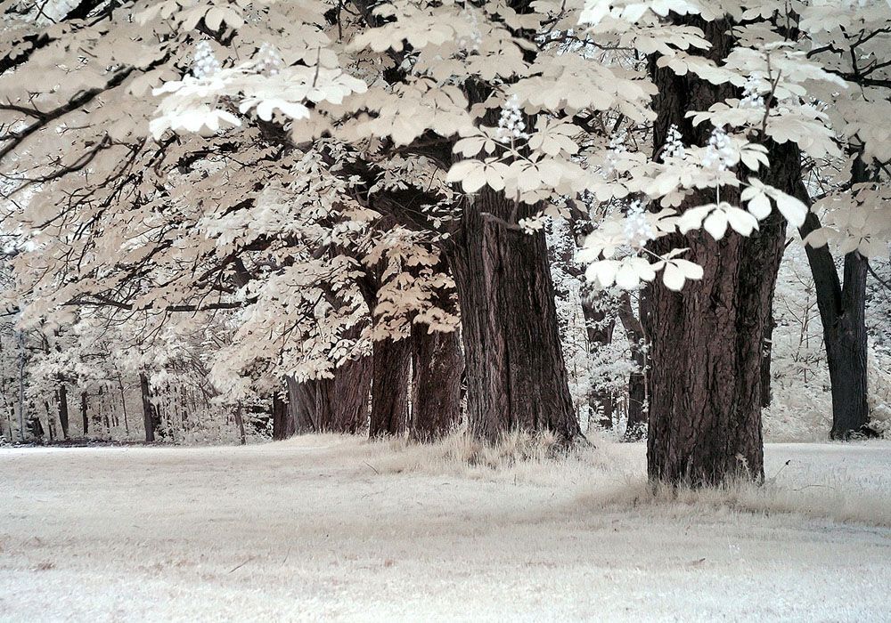 Ir Photo