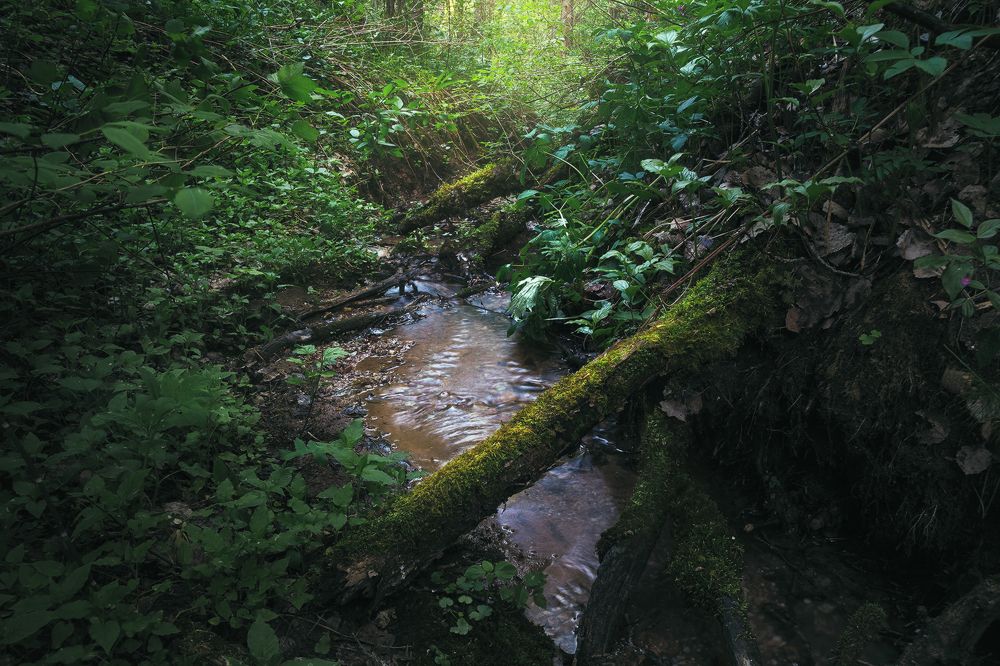 Весенний лес