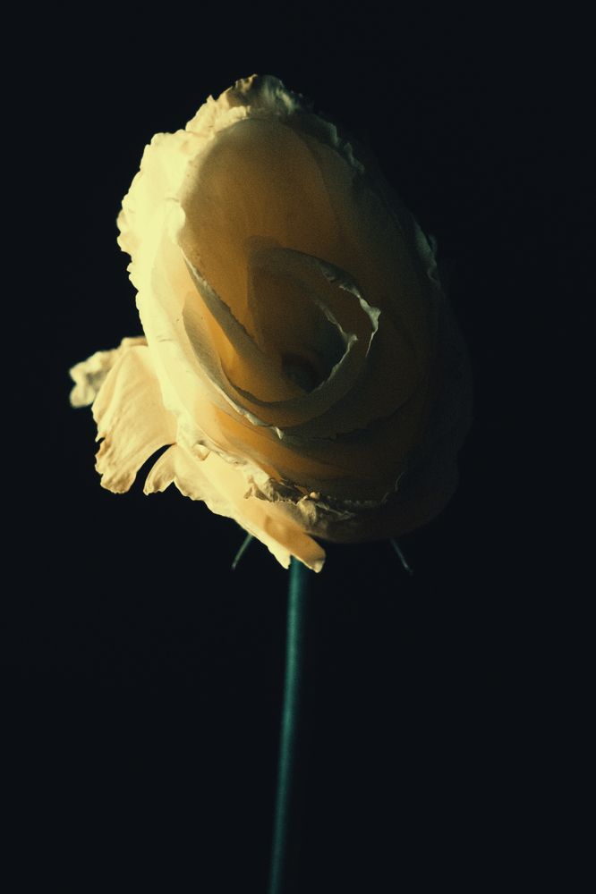 GOLDEN